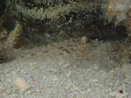 Fusigobius neophytus observed 2026-09-25