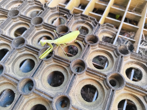 European Mantis