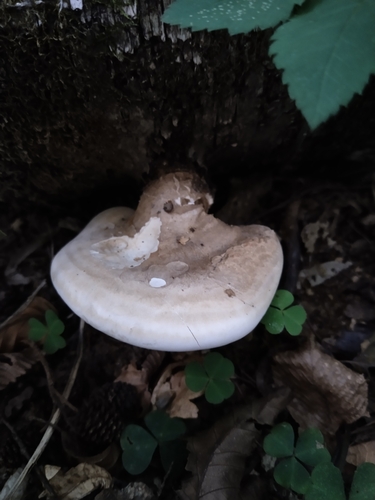 birch polypore