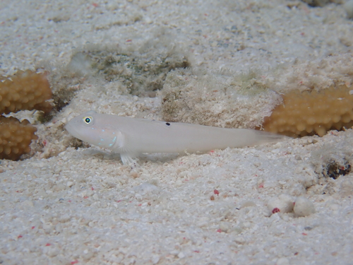 Valenciennea sexguttata observed 2026-09-25