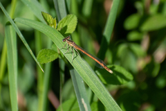 Platycnemis acutipennis