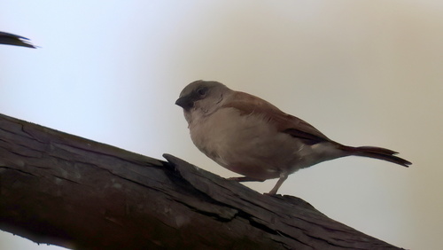 iNaturalist image
