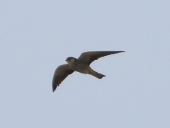Falco amurensis