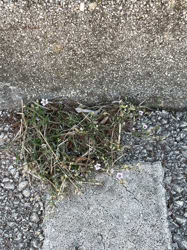 Petrorhagia saxifraga, photograph 2