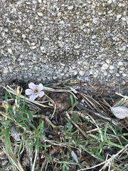 Petrorhagia saxifraga
