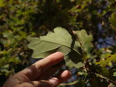 Quercus robur, photograph (c) Samuele Papeschi, some rights reserved (CC BY)