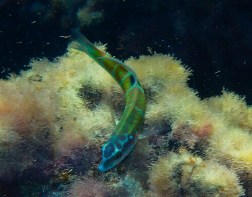 Ornate Wrasse