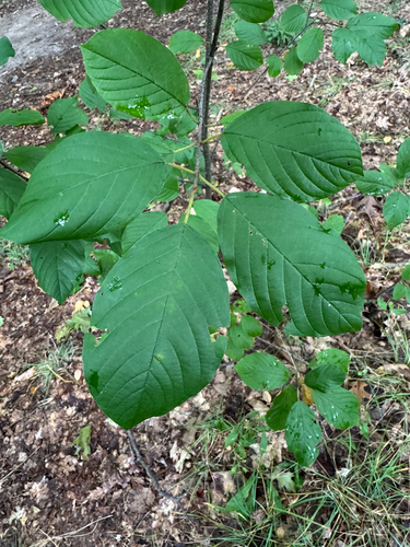 alder buckthorn