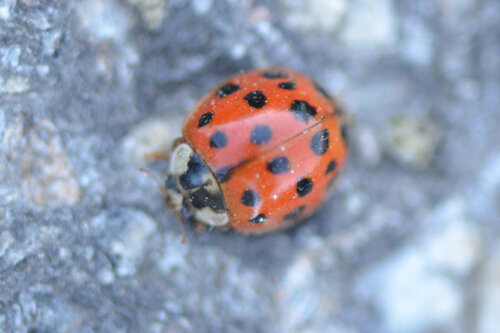 Asian Lady Beetle