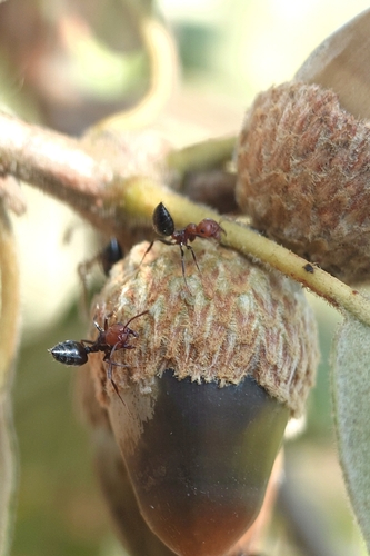 Mediterranean Acrobat Ant