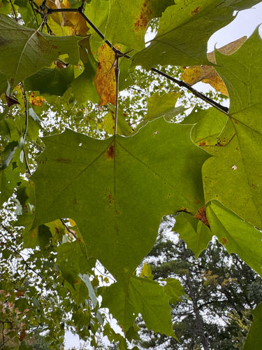 American sycamore