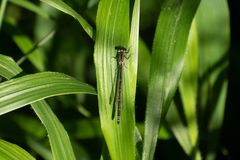 Ischnura elegans