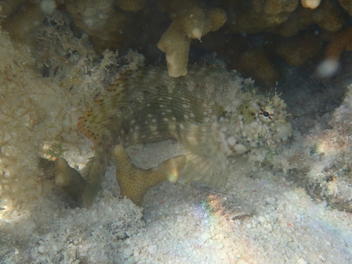 Salarias fasciatus observed 2026-09-25
