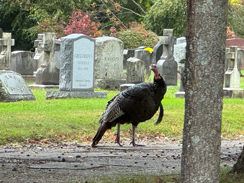 Wild Turkey