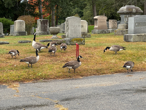 Canada Goose