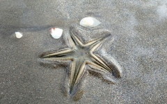 Astropecten marginatus