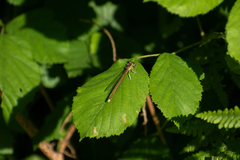 Platycnemis acutipennis