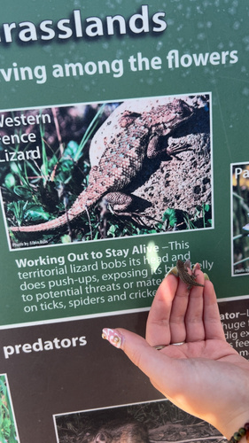 Western Fence Lizard