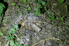 Nomophila noctuella