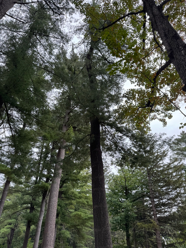 eastern white pine