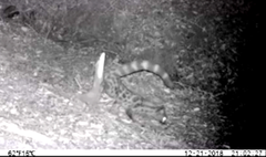 Genetta tigrina tigrina