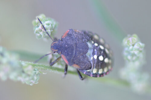 Southern Green Stink Bug