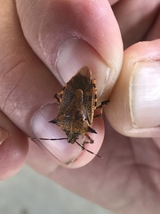 Alcaeorrhynchus phymatophorus