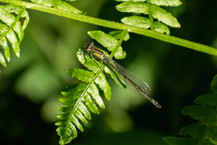 Ischnura elegans