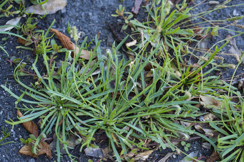 Buck's-horn Plantain