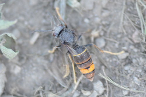 Yellow-legged Hornet
