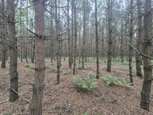 Pinus sylvestris, photograph 3