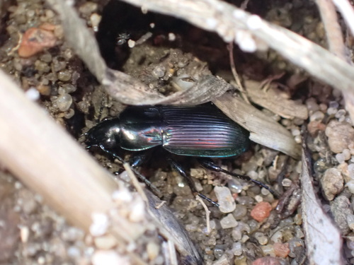 Heath Greenclock Beetle