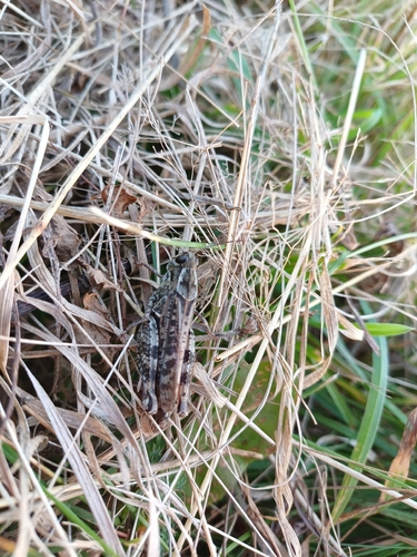 Italian locust