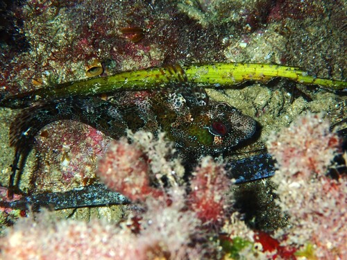Tompot Blenny