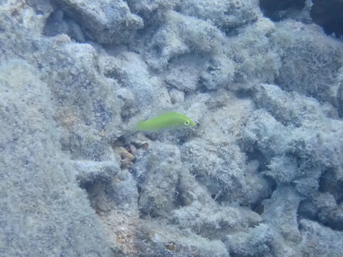 Halichoeres chloropterus observed 2026-09-26