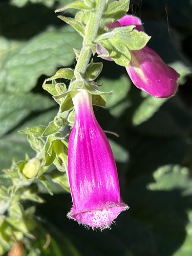 purple foxglove