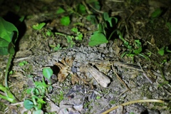Nomophila noctuella