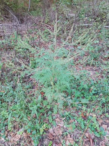 common ragweed