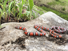 Lampropeltis gentilis