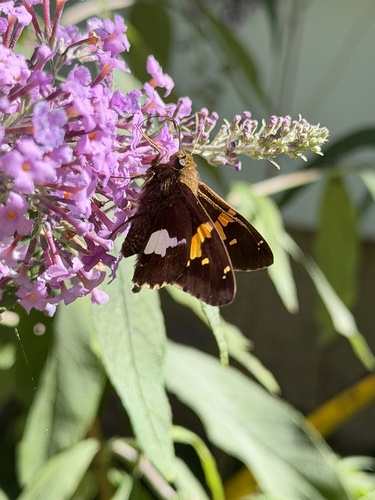 Silver-spotted Skipper