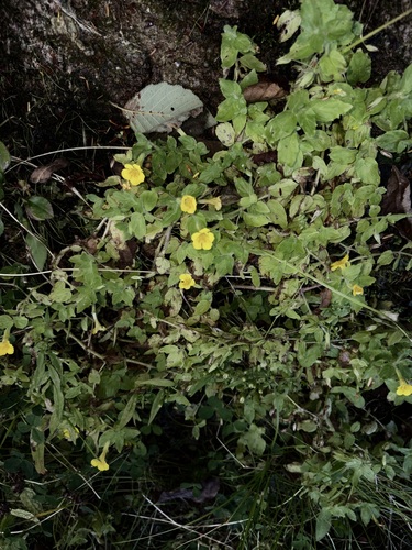 Erythranthe moschata observed 2026-09-25