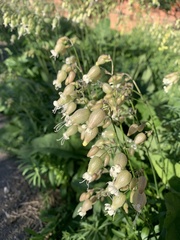 Silene vulgaris, photograph author not stated, no rights reserved