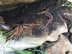 Lampropeltis gentilis