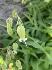 Silene vulgaris, photograph author not stated, no rights reserved