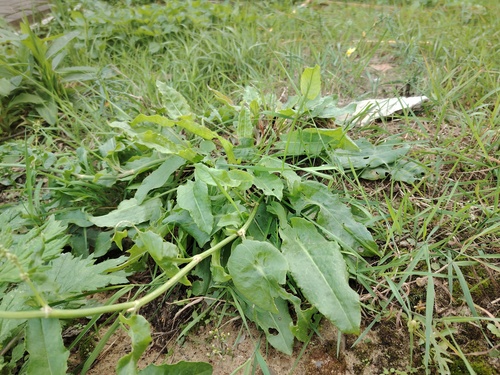 Наблюдение на iNaturalist