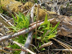 Sonchus palustris