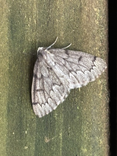 False Hemlock Looper Moth