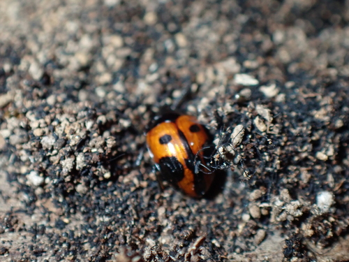 Diaperis maculata, 2026-09-26