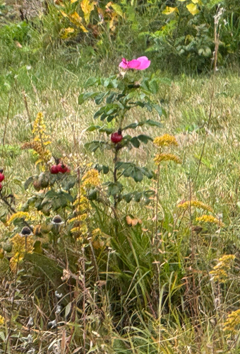 rugosa rose