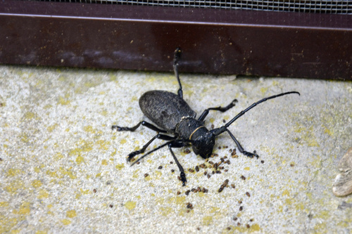 Morimus asper, Бетта, гор. ок. Геленджик, Краснодарский край, Россия, photo 10 of 10